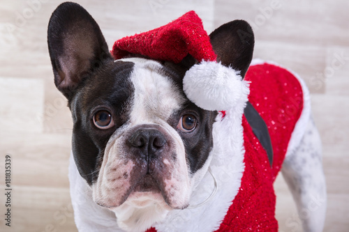Fototapeta Naklejka Na Ścianę i Meble -  French bulldog in santa costume for Christmas