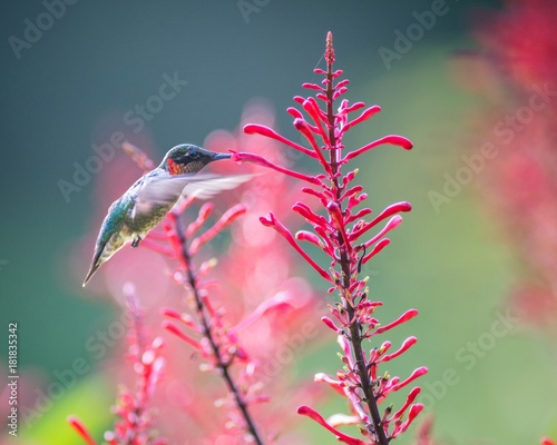 Hummingbird Flowers