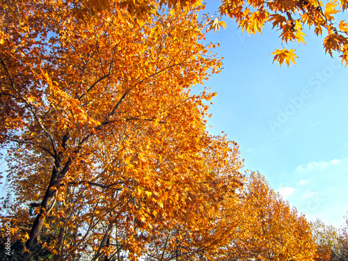 yellowing leaves autumn.the seasons the landscape.. 