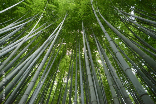 Green Bambook forest in Japan