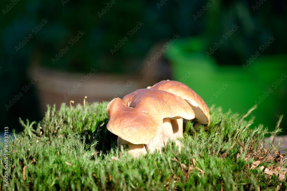 Boletus mushrooms on moss in the forest