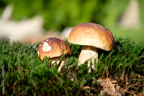 Boletus mushrooms on moss in the forest