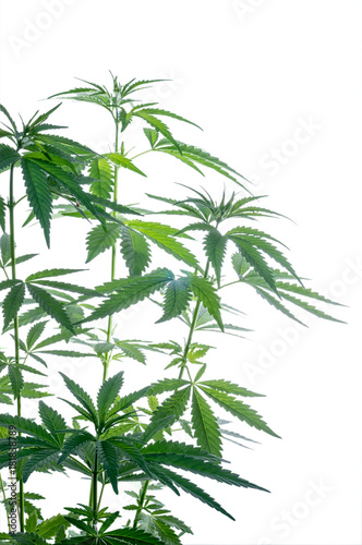Thickets plant of marijuana isolated on a white background.