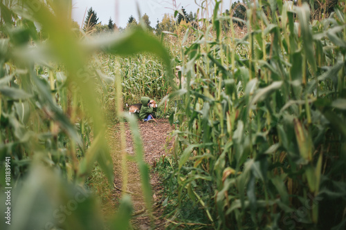 Little boy with beagle in the cornfield