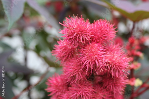 spiky bright pink flowers in macro © MaryKHM