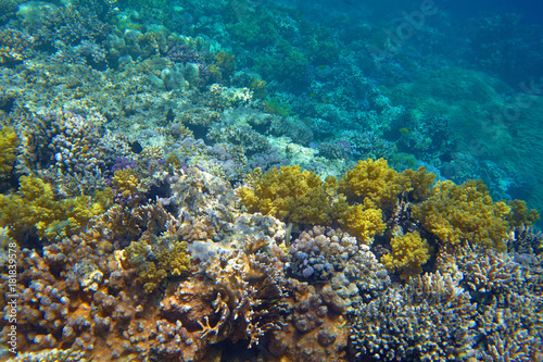 coral reef