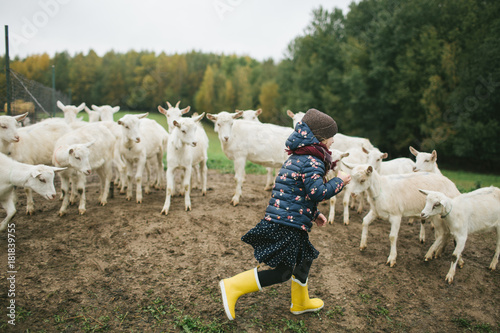 Little kids playing with goats on cheese farm outdoors