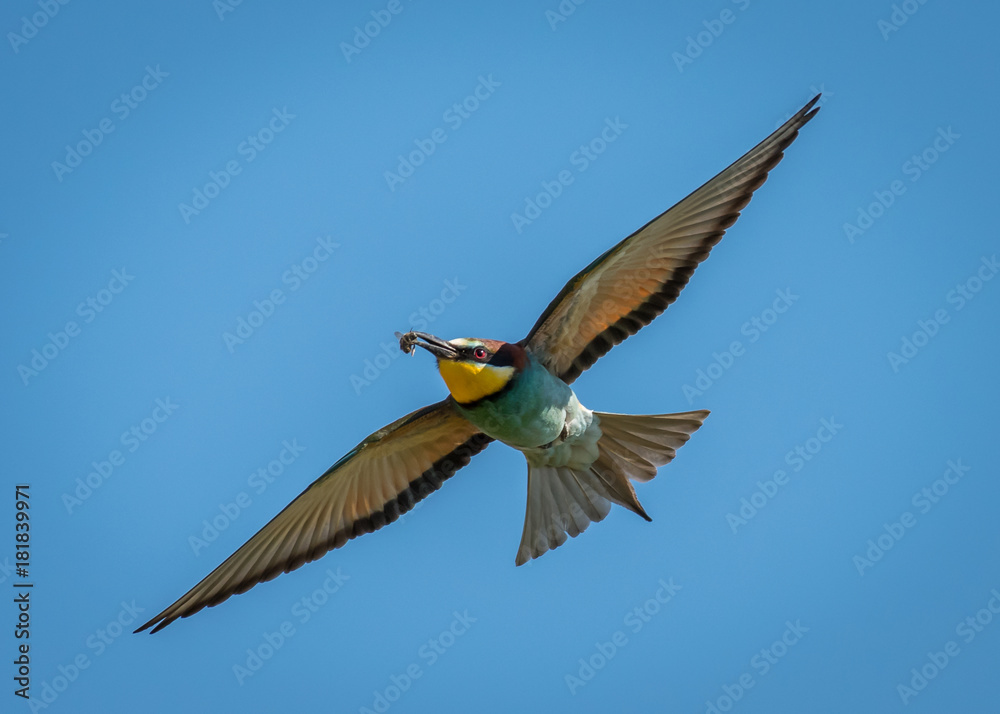 A European bee-eater (Merops apiaster) flying