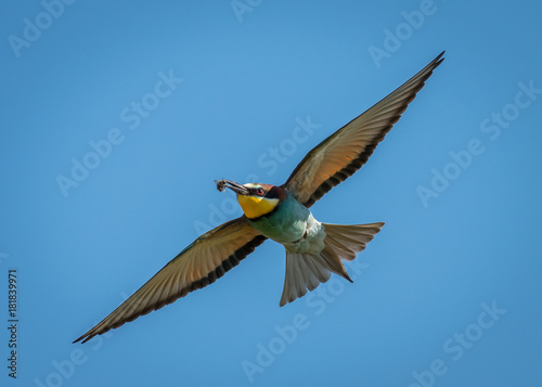 A European bee-eater (Merops apiaster) flying © Stefan
