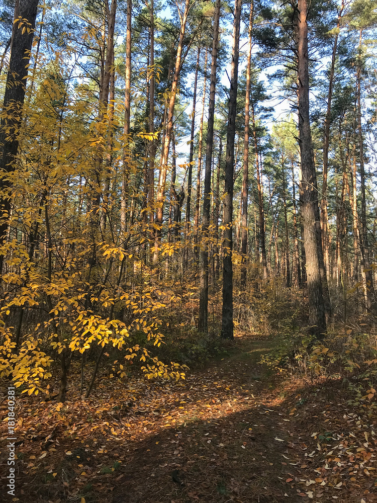 yellow leaves in the autumn forest