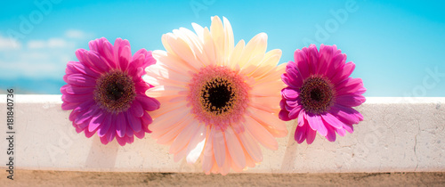 Tableau sur toile Three pink gerbera daisy flowers
