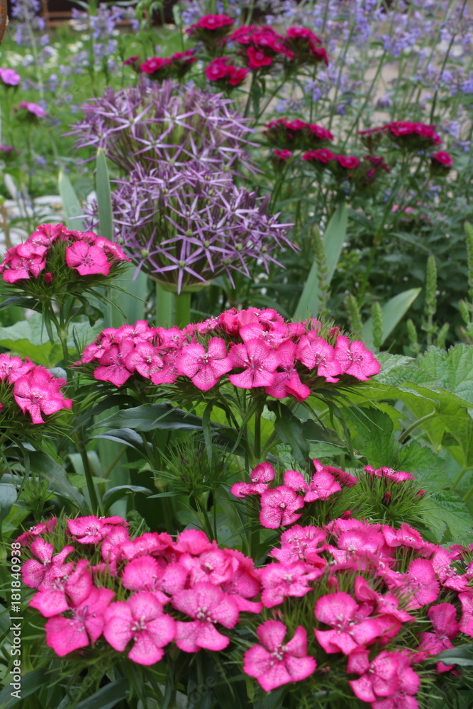 Blumenbeet im Sommer Blumenbeet im Sommer
