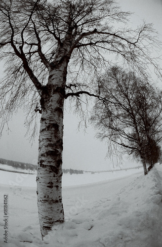 Cold white winter in lapland trees and streets are covered with thick snow photo