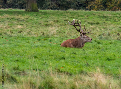 Male stag deer resting during the rutting season at Tatton Park  Knutsford  Cheshire  UK