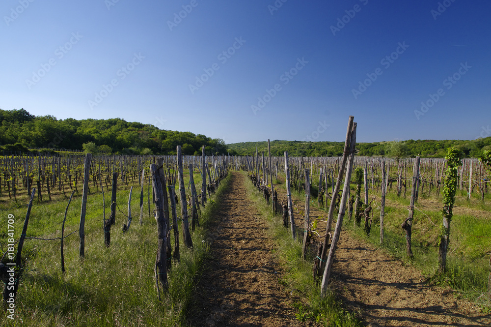 The view of vineyards of Vrbnik, Krk island, Croatia The view of vineyards of Vrbnik, Krk island, Croatia