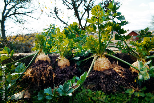 Root celeries.Tuber of celery with leaves, farm fresh produce, organic food.Celery right from ground