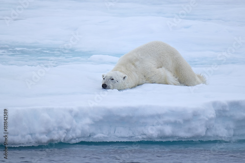 Polar Bear on ice flows, north of Svalbard, Norway