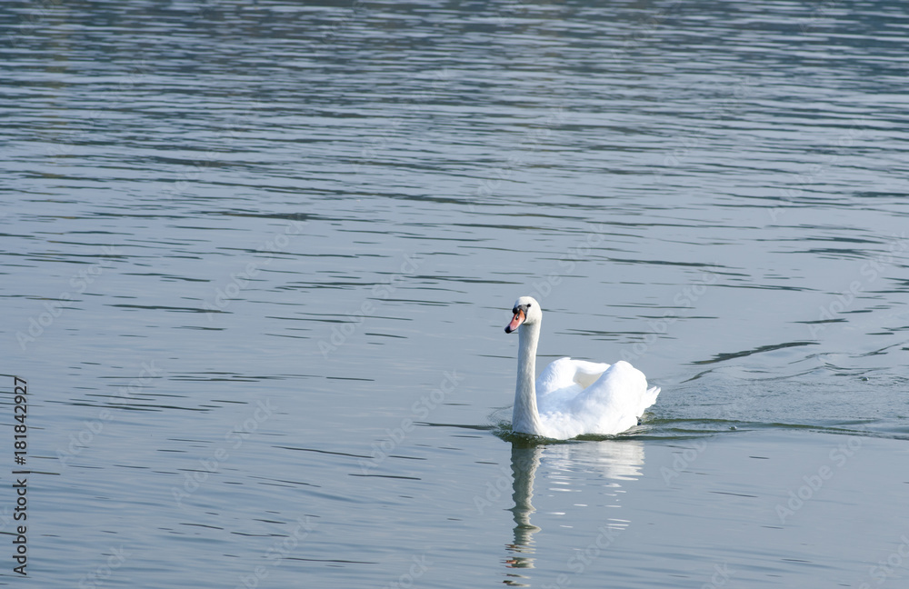 Beautiful white mute swan swimming in the blue water in the evening sunlight