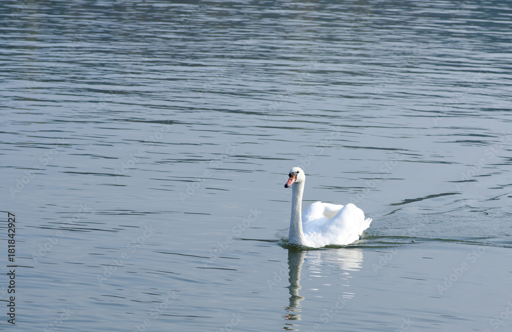 Fototapeta premium Beautiful white mute swan swimming in the blue water in the evening sunlight