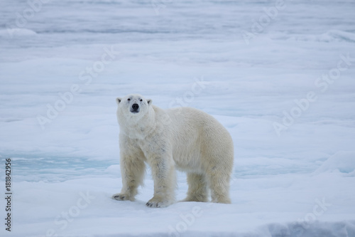 Polar Bear on ice flows, north of Svalbard, Norway