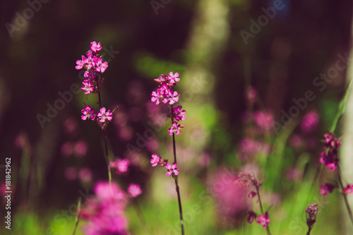 Amazing wild purple rose flowers.closeup. Upward direction. Blur backgraund. .Nature upward movement. Quota image with Elegant Fade.  Vintage filter effect.