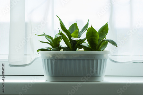 A few small plants Sansevieria are in the white pot on the windowsill. photo