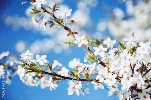 Blooming apple tree in sunny spring. Bright wite apple blooms in beautiful blu sky. Apple bloom closeup. Apple tree flowers.