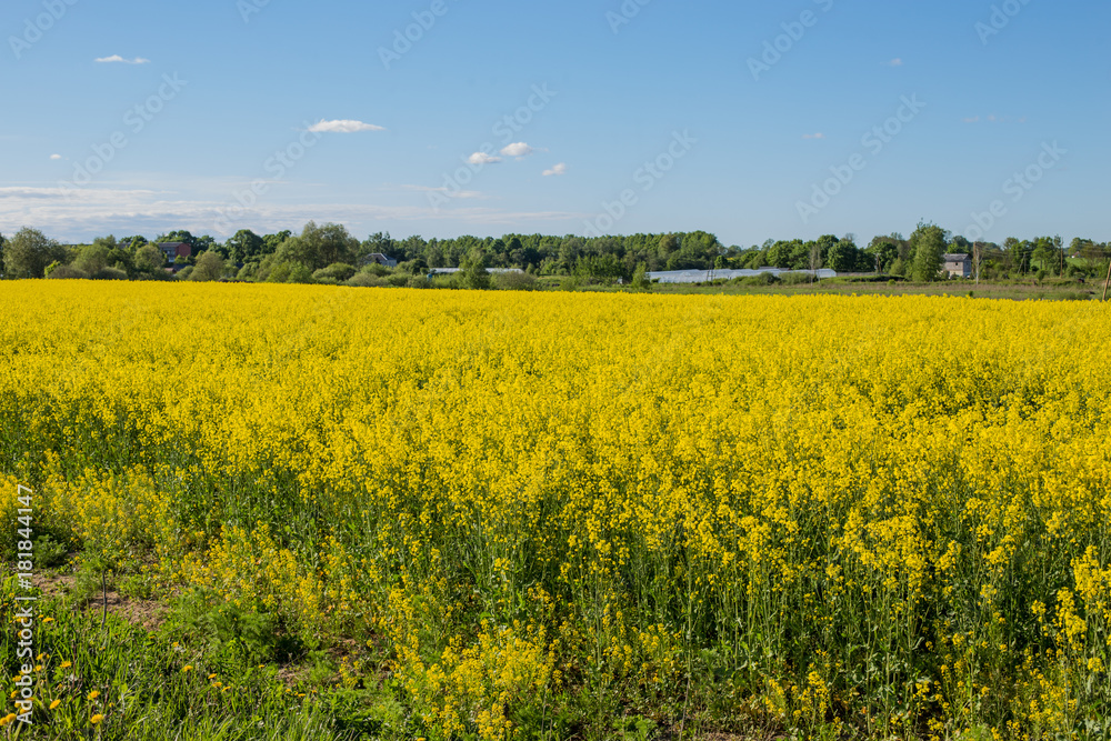 Beautiful flat landscape .with rape fields. Rapeseed (Brassica napus) fields. Rule of Thirds. Latvia.