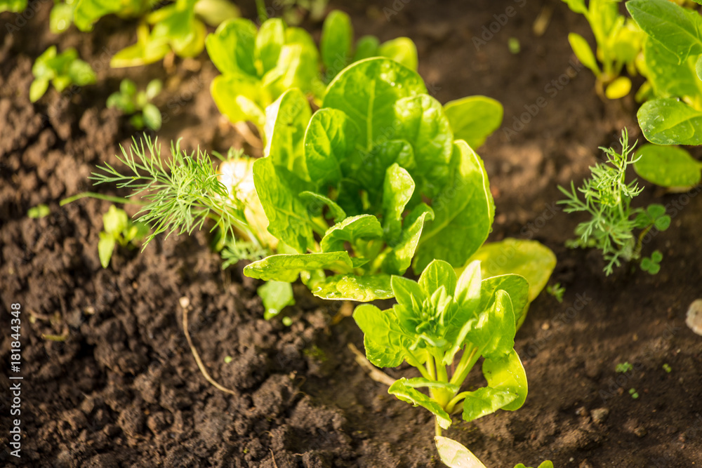 Spinach grows in the rows. Spring garden plants. Around grows green dill. Green life. Gardening in Latvia. Spinach grows in the rows. Spring garden plants. Around grows green dill. Green life. Gardening in Latvia.