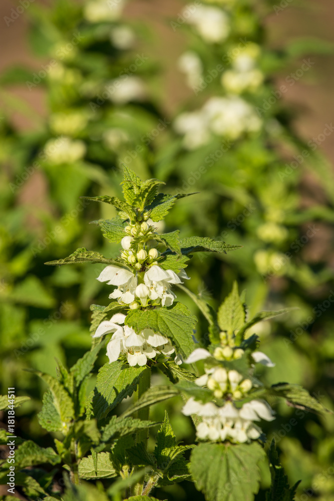 Lamium album, commonly called white nettle or white dead-nettle, is a flowering plant in the family Lamiaceae. Green life. Wild tea closeup.