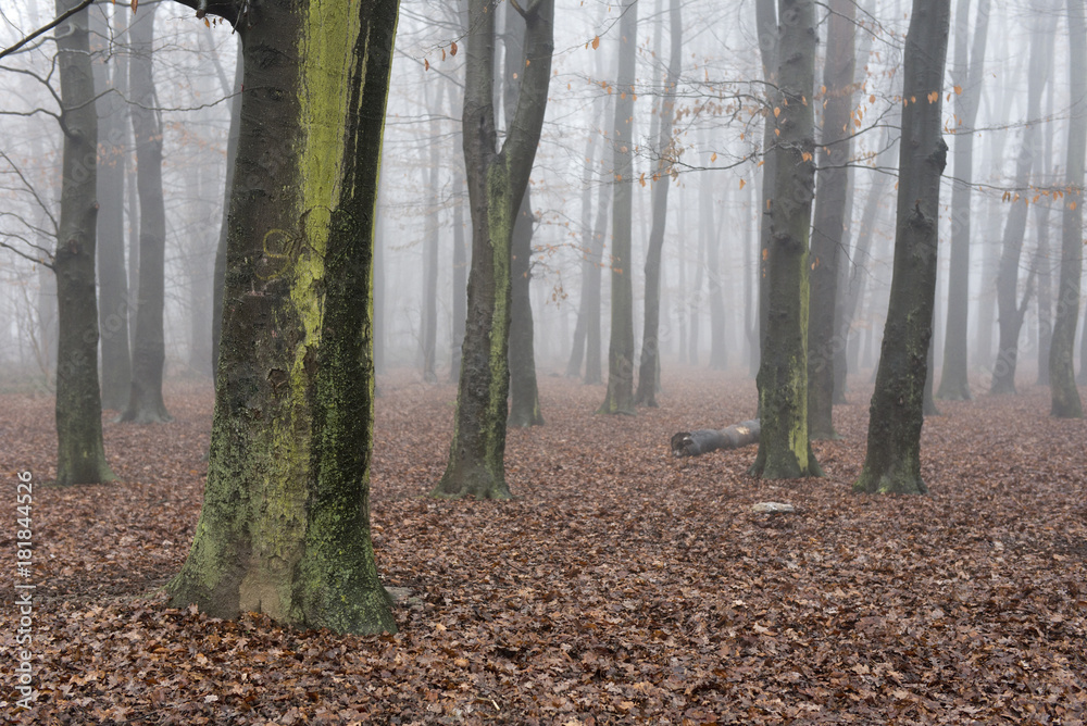 Fototapeta premium Wald im Nebel