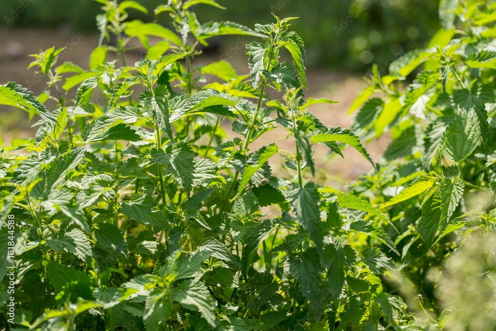 Bushes of wild nettle growing in nature Bushes of wild nettle growing in nature