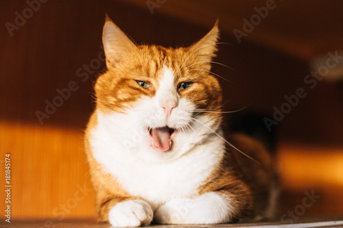 Orange cat .funny  and .laughing. Orange cat image will bring luck with money and business.  Referred to as money cats. © Lelde Feldmane