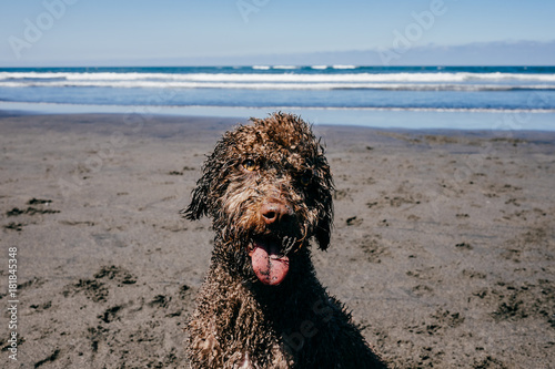 Lovely brown spanish water dog with curly hair. Playing and enjoying on the beach. Lifestyle portrait. photo