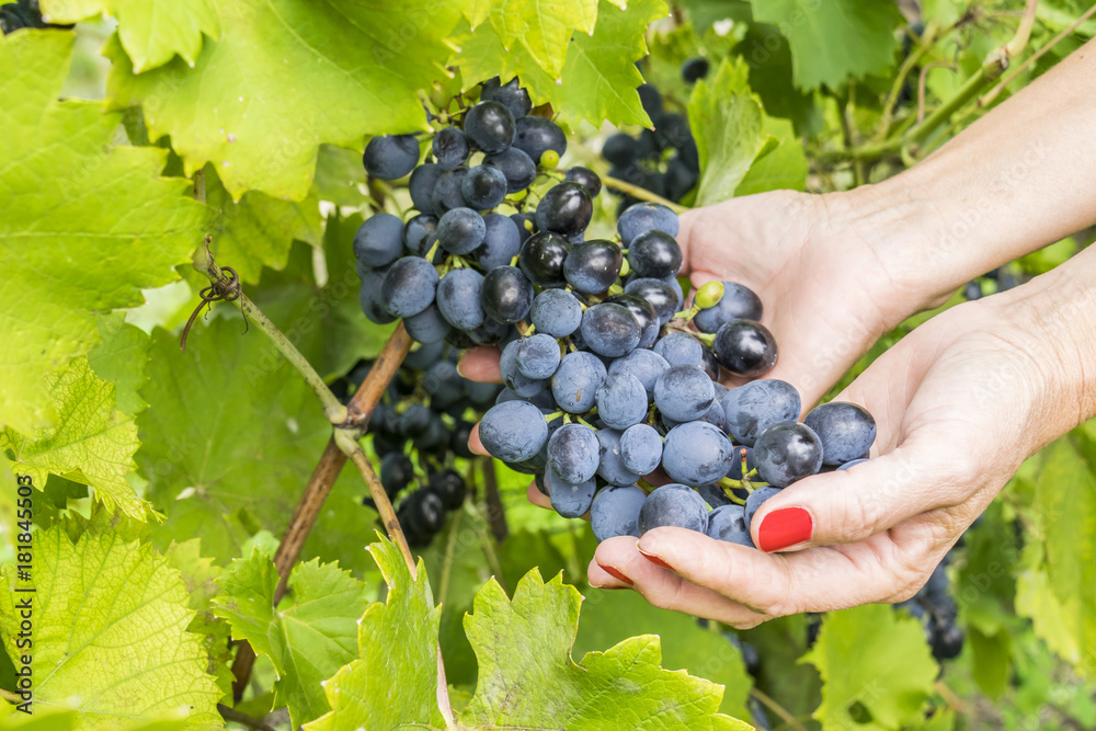 Ripe grapes in woman's hands
