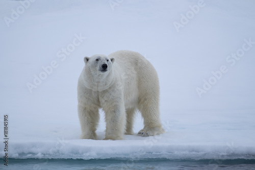 Polar Bear on Ice Flows north of Svalbard, Norway