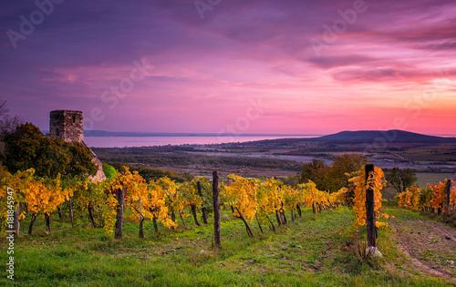 Obraz na płótnie Colorful sunset over vineyards at lake Balaton, Hungary w salonie