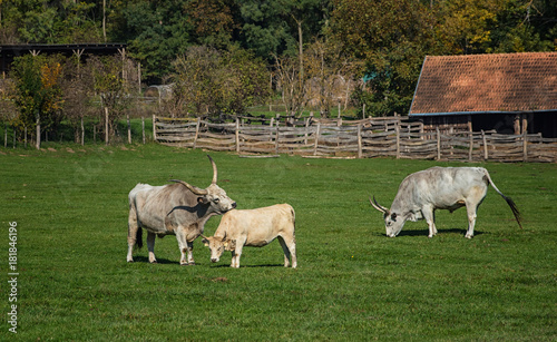 Famous Hungarian grey cattles