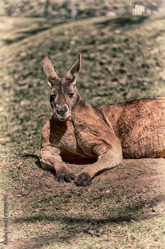 natuarl park close up of  the kangaroo near   bush photo