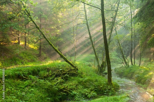 Sun rays in the woods