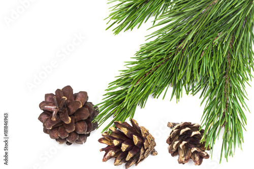 branch of Christmas tree with cones isolated on white background close-up
