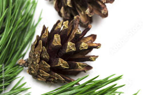 branch of Christmas tree with cones isolated on white background close-up