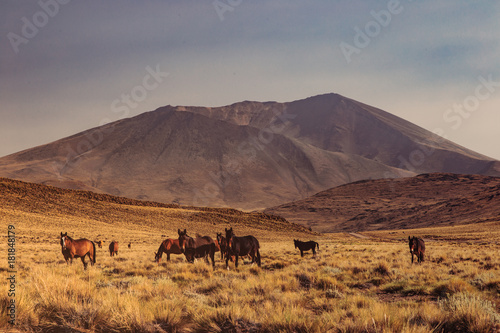 Horses Grazing in the Grass