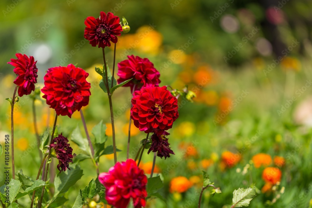 Beautil red dahlia flowers