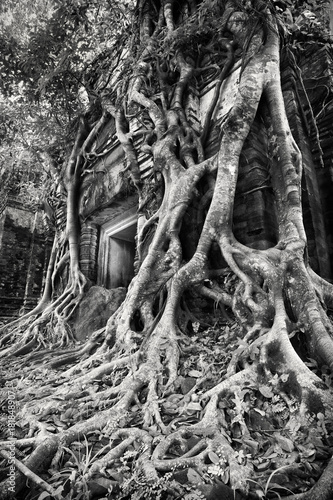 An ancient temple doorway overgrown with tree roots