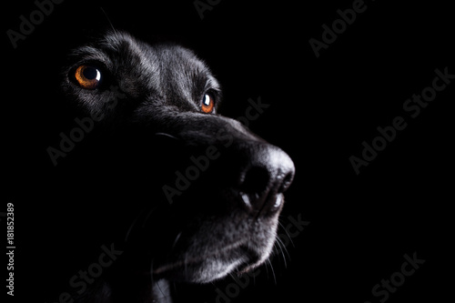 Photography Black Labrador Retriever