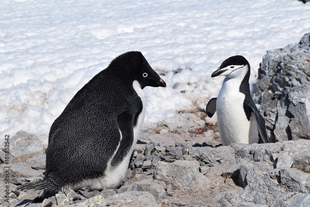 Fototapeta premium antartica