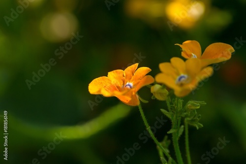 Close up of garden flowers