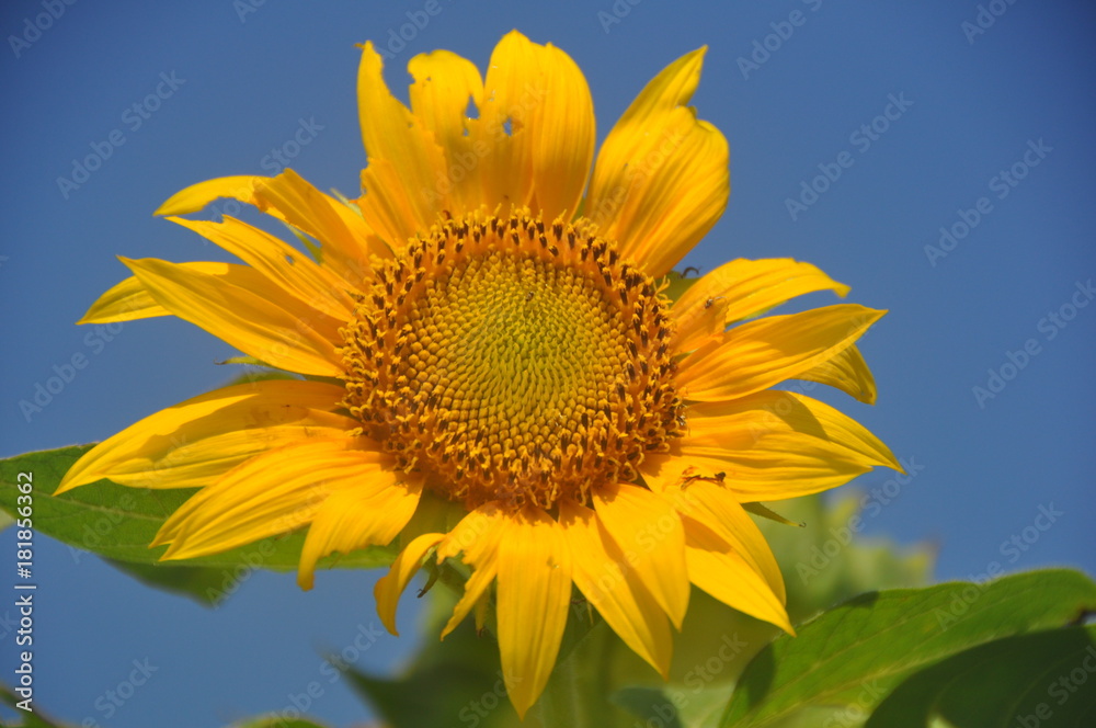 Obraz premium Sun flowers in field