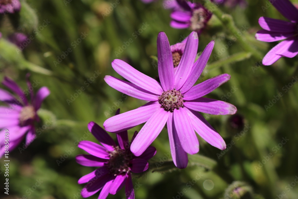 Purple Purple